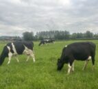 Maximising grass intake during potential pinch point in April