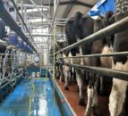 Do milk urea levels have an affect on the herd’s fertility?