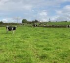 What are the grazing targets for the next number of weeks?