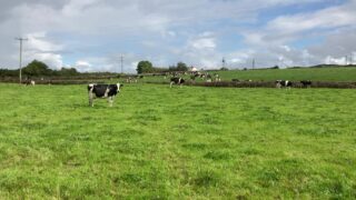 New Bluetongue Movements Checker launched across GB