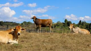 BSAS Conference: Brazil ‘not destroying forestry’ for agriculture
