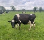 Picking out the problem cows ahead of the breeding season