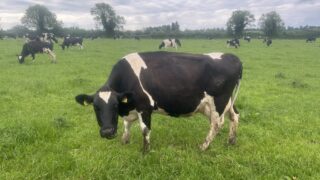 Picking out the problem cows ahead of the breeding season