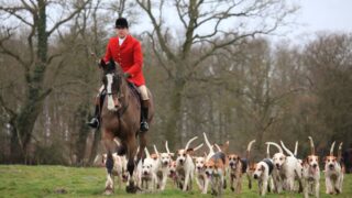 Poll shows fox hunting low on voters’ agenda – Countryside Alliance