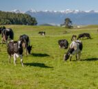 NZ farmers ‘on track’ to meet methane emissions reduction targets