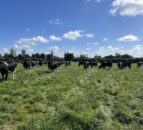 Limiting the drop in milk fat content during late spring