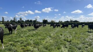 Limiting the drop in milk fat content during late spring