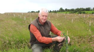NI woodland creation should be ‘bona fida agricultural activity’ – consultant