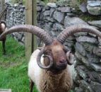 Two UK sheep breeds newly flagged as endangered