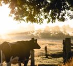 ‘Blueprint’ to eradicate TB in Northern Ireland published