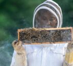 Beekeepers call for coordinated all-Ireland bee inspection service