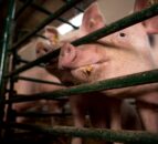 Red Tractor seeks views on tiered welfare standards proposals