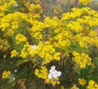 Northern Irish farmers reminded to control noxious weeds