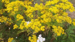 Northern Irish farmers reminded to control noxious weeds