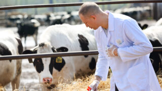 FAO: Improved productivity key to less antibiotic use in livestock