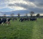Grass growth and grass covers improve with heat in the ground