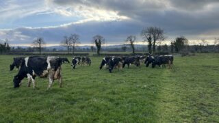 Grass growth and grass covers improve with heat in the ground