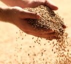 AHDB: Wheat prices may strengthen later in the year