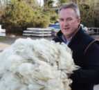 2025 wool shearing season is underway in Northern Ireland