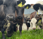 Caution needed turning weaned calves out to grass