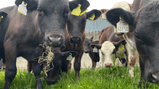 Caution needed turning weaned calves out to grass