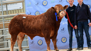 Limousin bulls average £5,225 at society sale in Ballymena