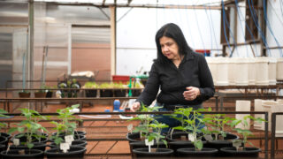 World Food Prize awarded to Brazilian microbiologist for soil bacteria work