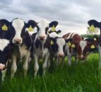 Monitoring heifer calf targets as young stock let out to grass