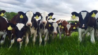 Monitoring heifer calf targets as young stock let out to grass