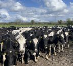 Sexed semen: What time is optimal for insemination?