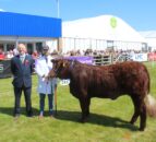 Balmoral Show: ‘High standards’ in stock across cattle classes