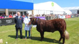 Balmoral Show: ‘High standards’ in stock across cattle classes