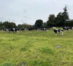 Lakeland concerns over pace and direction of policy for NI dairy
