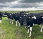 Fly control to prevent summer mastitis in mild and damp weather