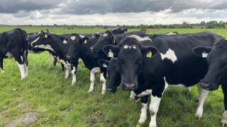 Fly control to prevent summer mastitis in mild and damp weather