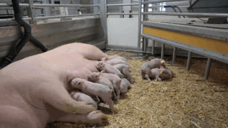 Rotating floor technology key to reducing pig house emissions