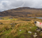 Police Scotland conduct investigations into two dog attacks
