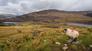 Police Scotland conduct investigations into two dog attacks