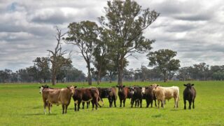 Major lift in cattle and lamb slaughter in Australia