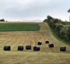 Cutting surplus paddocks – what comes off must be replaced