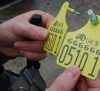 NI BVD restrictions to target herds with untested animals from June