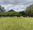 Police 'moove' herd of cows from public park in Leicestershire