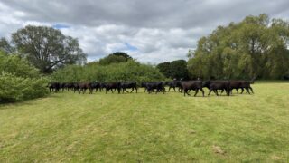 Police ‘moove’ herd of cows from public park in Leicestershire