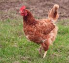 Bird flu: Northern Ireland to lift housing order for poultry