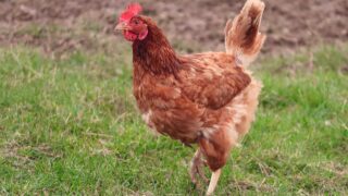 Bird flu: Northern Ireland to lift housing order for poultry