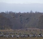 Free rewilding course aimed at farmers and policymakers