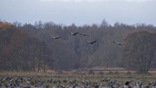 Free rewilding course aimed at farmers and policymakers