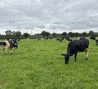 How to deal with non-bulling cows as breeding gets underway