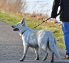 Bill giving more powers to clamp down on dog attacks progresses