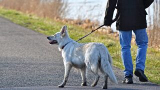 Bill giving more powers to clamp down on dog attacks progresses